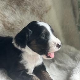Aussiedoodle and Miniature Australian Shepherd Puppies from The Finished Dog
