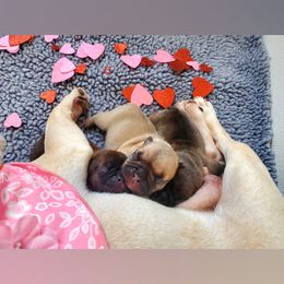 French Bulldog Puppies from Gaeta Creek French Bulldogs
