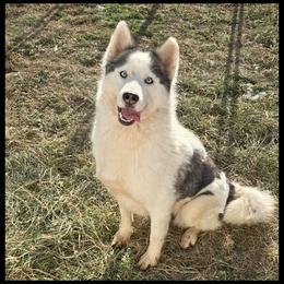 Sarah - Siberian Husky