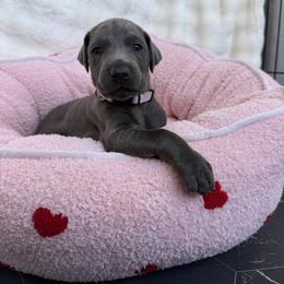 Kaida - Blue and rust female Doberman Pinscher puppy in Brookfield, Wisconsin from Haus of Hound