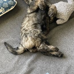 Schnoodle Puppies from Gooch Canines (Giant Schnoodles)