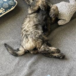 Schnoodle Puppies from Gooch Canines (Giant Schnoodles)