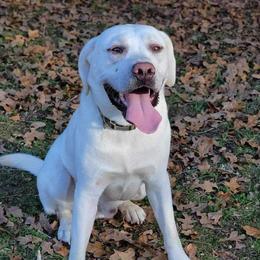 Chief - Labrador Retriever