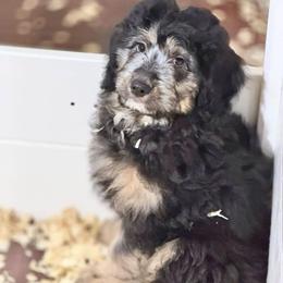 Toast - Sable male Aussiedoodle puppy in Ellenburg Center, New York from Kristin's Puppies