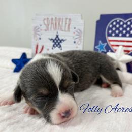 Sandy - Gray and white female American Corgi puppy in White Hall, Maryland from Folly Acres Corgis