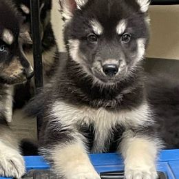 Batman - Black tan and white Siberian Husky puppy in Udall, Kansas from Arctic Circle Kennels