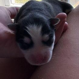 Georgia - Black and white female Pomsky puppy in Coatesville, Pennsylvania from Peaceful Pomskys