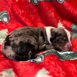Blue Merle female - Blue merle female Miniature Australian Shepherd puppy in Connelly Springs, North Carolina from Appalachian Aussies