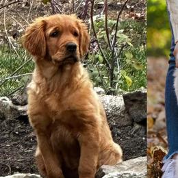 Golden Retrievers from Jack and Ginger’s Goldens