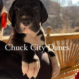Great Dane and Yorkshire Terrier Puppies from Chuck City Danes