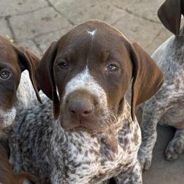 Trek - Liver and white male German Shorthaired Pointer puppy in Fairfield, California from Von Lahrheim Shorthairs & Ermali Chis