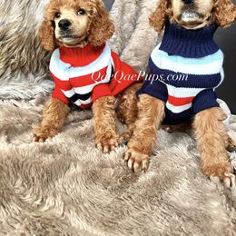 Poodle Puppies from QaeQae Pups