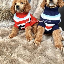 Poodle Puppies from QaeQae Pups