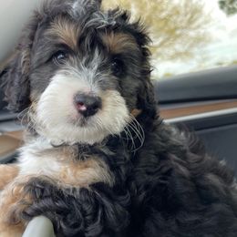 Ruby - Tri-color Bernedoodle puppy in Port Saint Lucie, Florida from Eastside Paws LLC