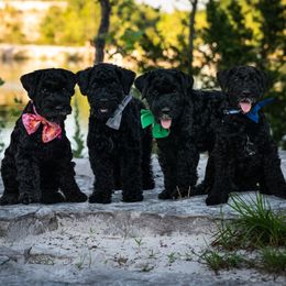Kerry Blue Terriers from Green Lantern Kerry Blue Terriers