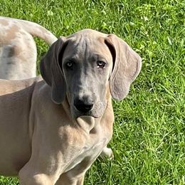 Great Dane Puppies from Reagan’s Danes