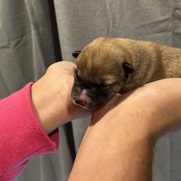 Macchiato - Red male Shiba Inu puppy in Elizabeth, New Jersey from Shiba Inu Loving Care