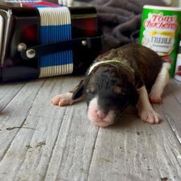Etouffee - Sable female Bernedoodle puppy in Carencro, Louisiana from Southern Bayou Poodles and Doodles