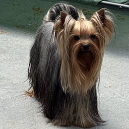 Yorkshire Terrier All Grown Up from Pastime’s Yorkshire Terriers