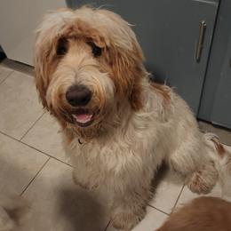 Goldendoodle Puppies from Costa's Curly Canines