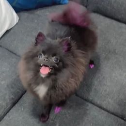 CHANEL - Pomeranian