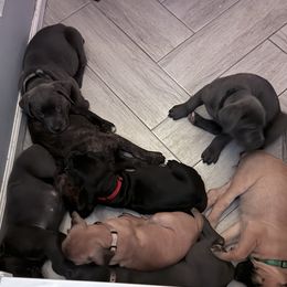 Cane Corso Puppies from Aries Legecy Cane Corso