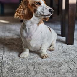 Blossom - Dachshund