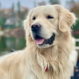 Golden Retrievers from Crescent View Goldens