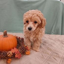 Dillon - Apricot male Poodle puppy in Blanch, North Carolina from Faithful Hearts Kennel