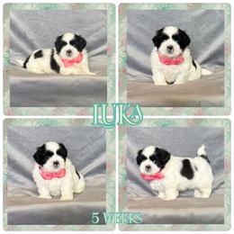 Luka - Black and white male Shih Tzu puppy in Yelm, Washington from Lala's All Star Shih Tzu