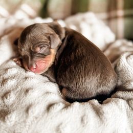 Bison - Chocolate male Cavapoo puppy in Idaho Falls, Idaho from Freckle Paw Family