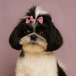 Shih Tzu Puppies from Adams Pawsitive Pawfection