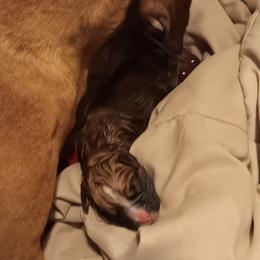 Boxer puppies from Like The Wind Boxers