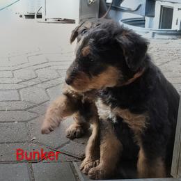 Bunker - red collar - Black and tan male Airedale Terrier puppy in St. Cloud, Minnesota from RegalAire Kennels