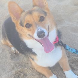 Pembroke Welsh Corgis from Millsinn Corgis