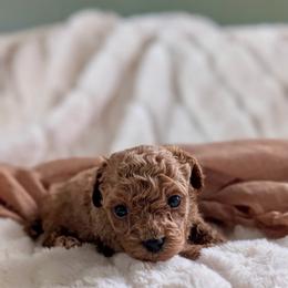 Sebastian - Red  male Poodle puppy in Utica, Ohio from Poodle Me Crazy