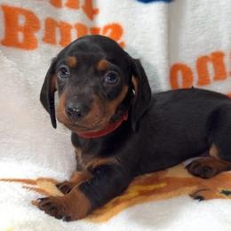 Red - Black and tan female Dachshund puppy in Bakersfield, California from KC Doxies