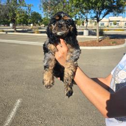 Cocker Spaniel Puppies from Sweetheart Cockers