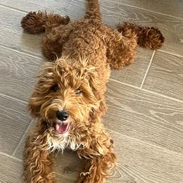 Cockapoo puppies from Cockadoodle Poo Puppies