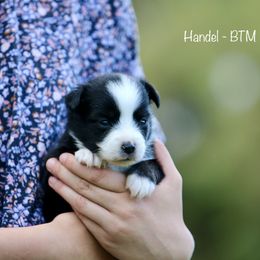 Australian Shepherd, Miniature American Shepherd, Miniature Australian Shepherd, and Toy Australian Shepherd Puppies from Painted Blue Aussies