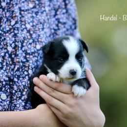 Australian Shepherd, Miniature American Shepherd, Miniature Australian Shepherd, and Toy Australian Shepherd Puppies from Painted Blue Aussies