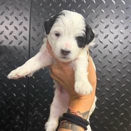 Delta - Tri-color female Bernedoodle puppy in Horseshoe Bend, Idaho from Over the Moon Poodles and Doodles