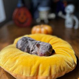 Juno - Merle female Goldendoodle puppy in Miami, Florida from Milk Drunk Doodles And Poodles