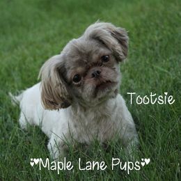 Tootsie - Shih Tzu