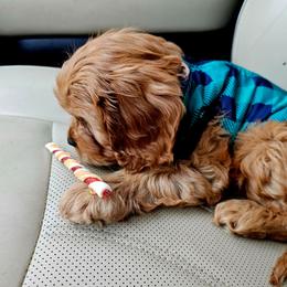 Cooper - Ruby male Cavalier King Charles Spaniel puppy in Watsontown, Pennsylvania from Huntsman Cavaliers