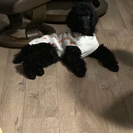 Dachshund and Poodle Puppies from Desjardin’s Poodles & Dachshunds