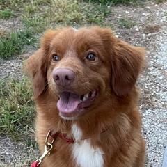 Bounce - Nova Scotia Duck Tolling Retriever