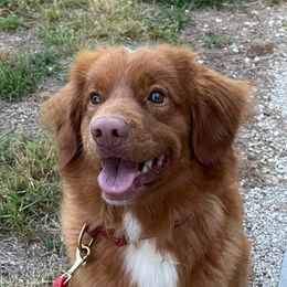 Bounce - Nova Scotia Duck Tolling Retriever