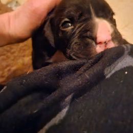 #1 Dark Reverse Brindle (short blaze) - Brindle Boxer puppy in Ellensburg, Washington from Savvy Boxers Seattle