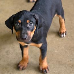 Male 2 - Black male Catahoula Leopard Dog puppy in Crestview, Florida from C4 Kennels of FL & AL
